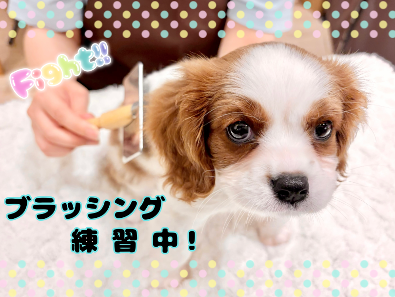 お手入れもいい子に練習中！ | キャバリア （21-347） - 鶴ヶ島店