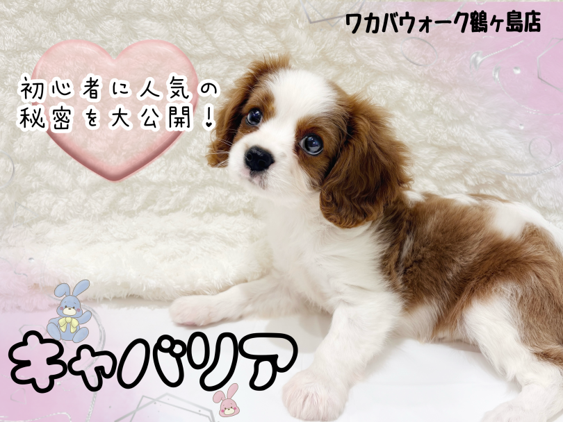 【 キャバリア 】初めてのお迎えにもおすすめ！人気の理由を紹介！