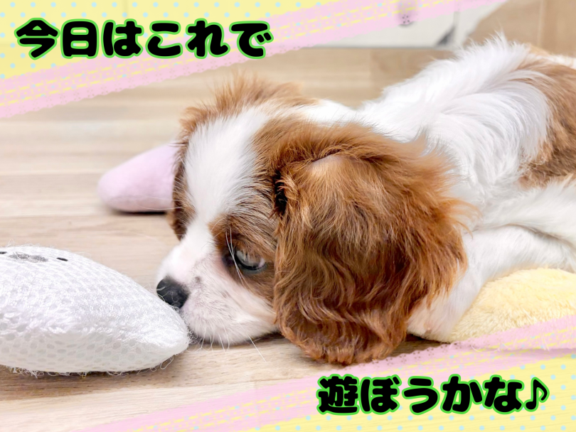 穏やかな性格ながら遊ぶ時は元気いっぱい！ | キャバリア （21-347） - 鶴ヶ島店
