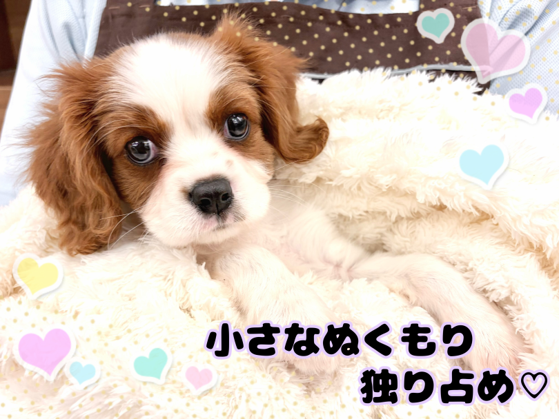 一緒に過ごす未来を想像してみませんか？ | キャバリア （21-347） - 鶴ヶ島店