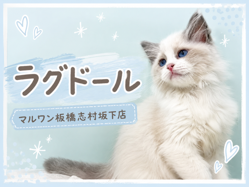 【 ラグドール 】大人気ラグドールちゃんが登場!初めてのお手入れも余裕のクリア!