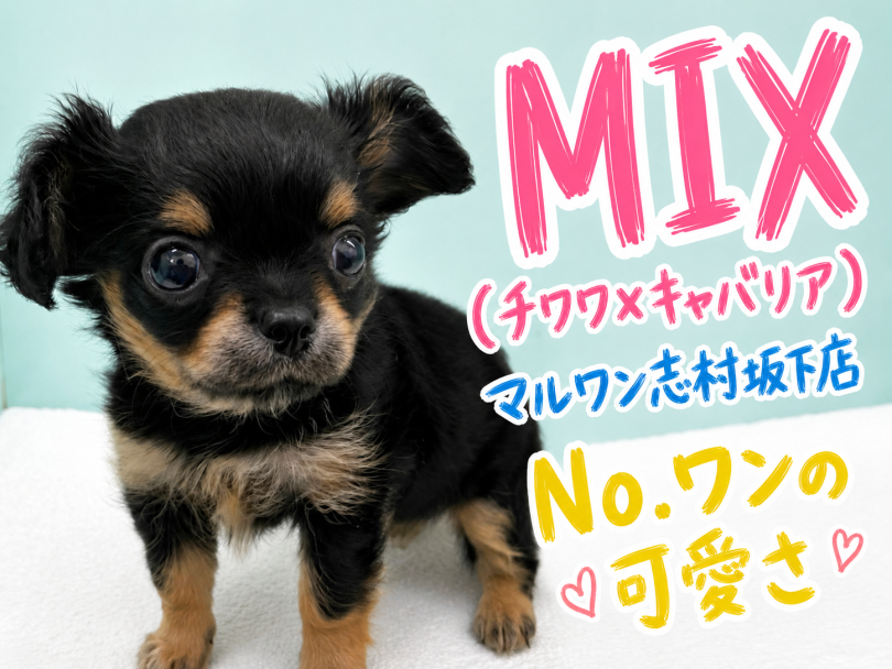 【 ミックス 】志村坂下店に登場したチワワ×キャバリアのMIXちゃんの魅力に迫る