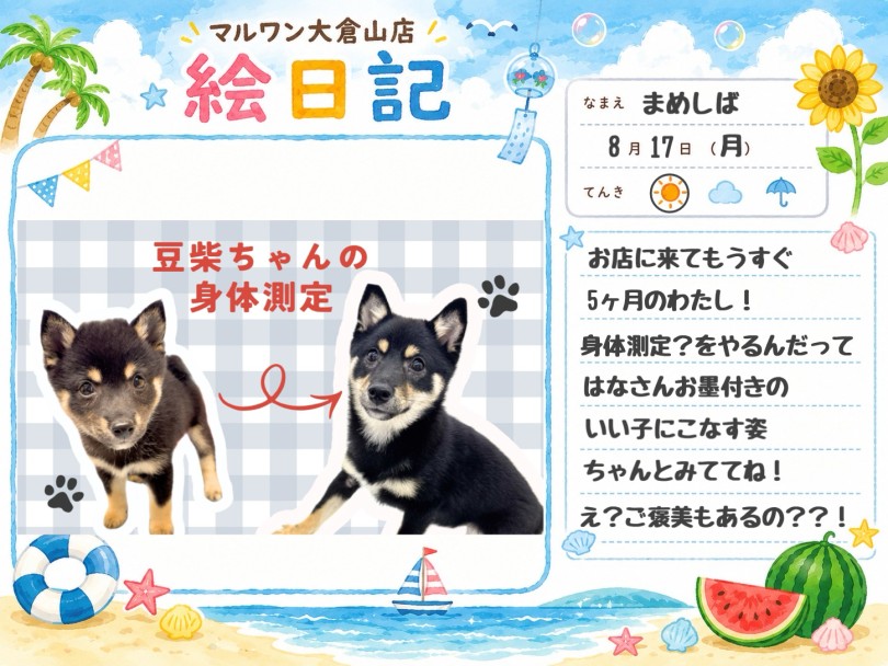 【 豆柴 】生後5ヶ月の身体測定!全身のパーツの長さ図ってみた!