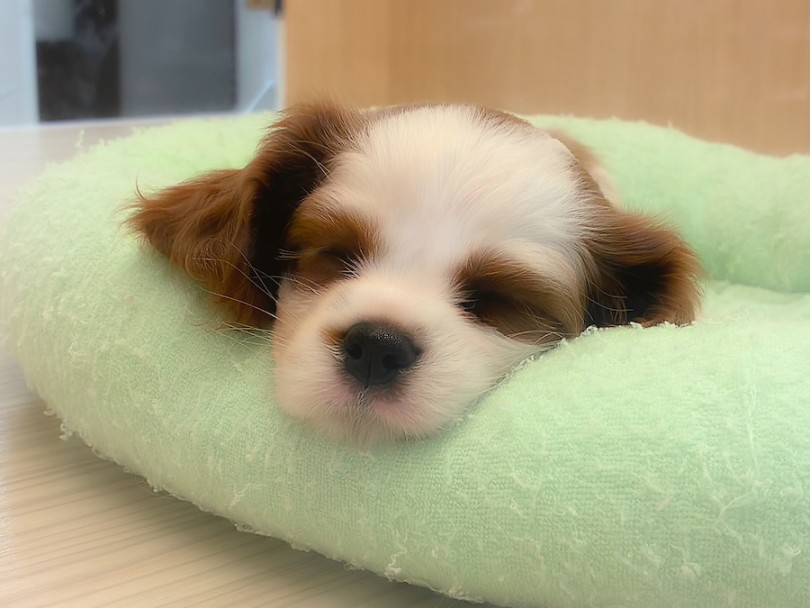 この寝顔を毎日見られるのは飼い主さまだけの特権♡ | キャバリア・キングチャールズ・スパニエル （16-365） - 横浜 今宿店