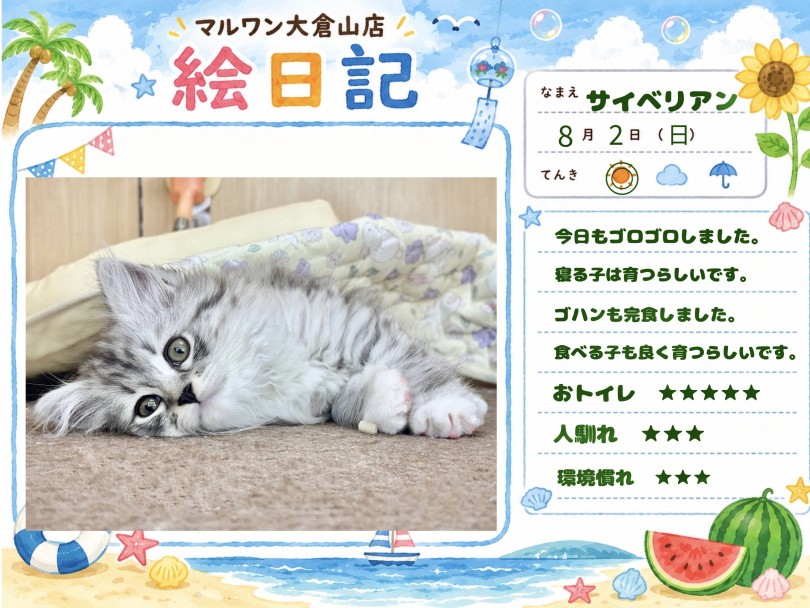 【 サイベリアン 】よく食べ・よく遊び・よく寝る子は元気に育つのニャ!