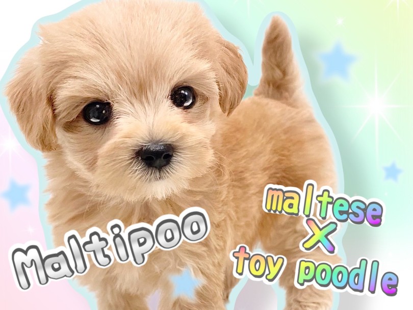 【 マルプー 】大人気MIX犬!最高に可愛い女の子!飼いやすさの秘密を紹介します