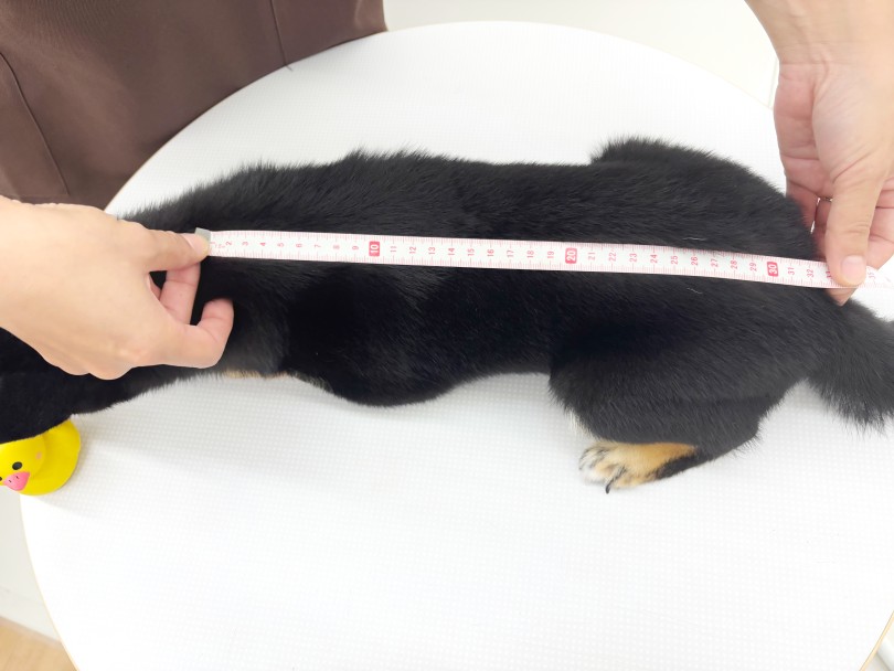 胴の長さは 33cm | 豆柴 (06-391) - 横浜 大倉山店