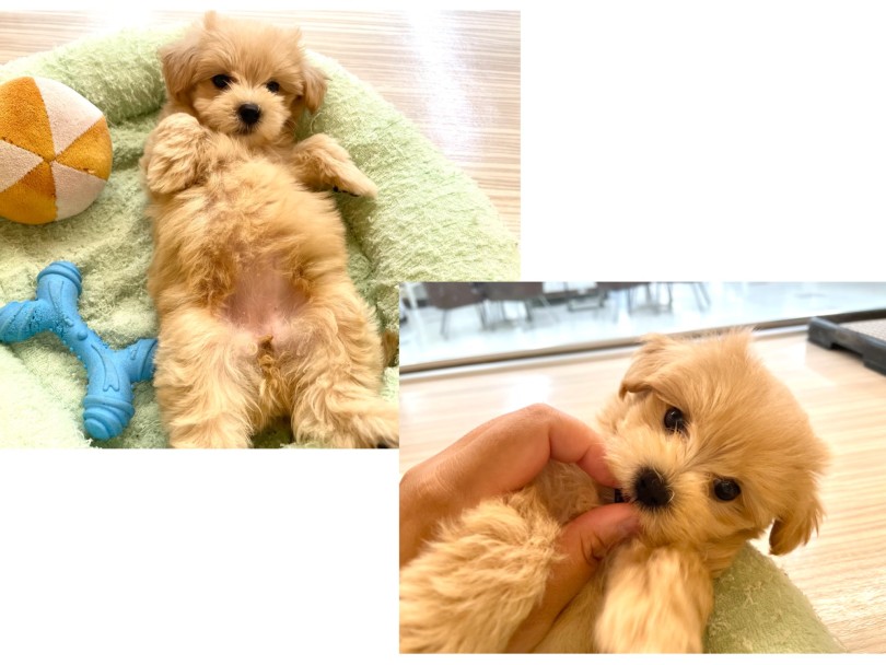 フレンドリーな性格 | MIX犬 マルプー (19-394) - 東川口店