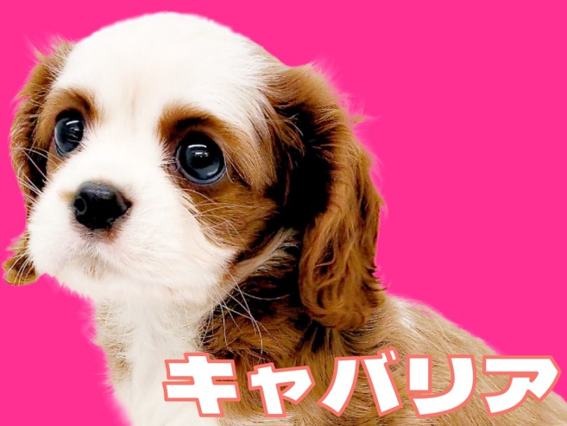 【 キャバリア 】生後2ヶ月のアイドル要素満載な女の子が聖地に舞い降りた!