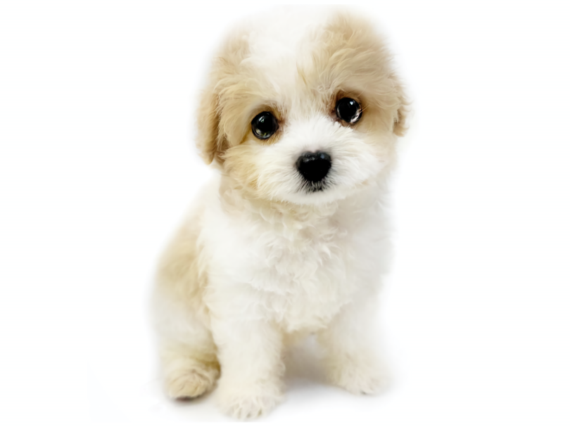 お利口さんで賢いんです! | MIX犬 キャバション (10-232) - 東日暮里店