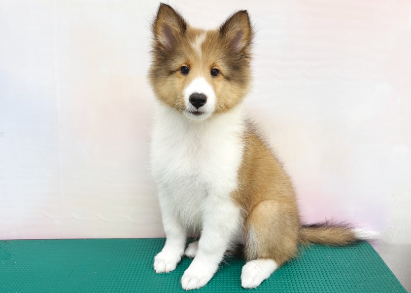 フワフワ感えぐいっ♡ | シェットランドシープドッグ （06-415） - 横浜 大倉山店