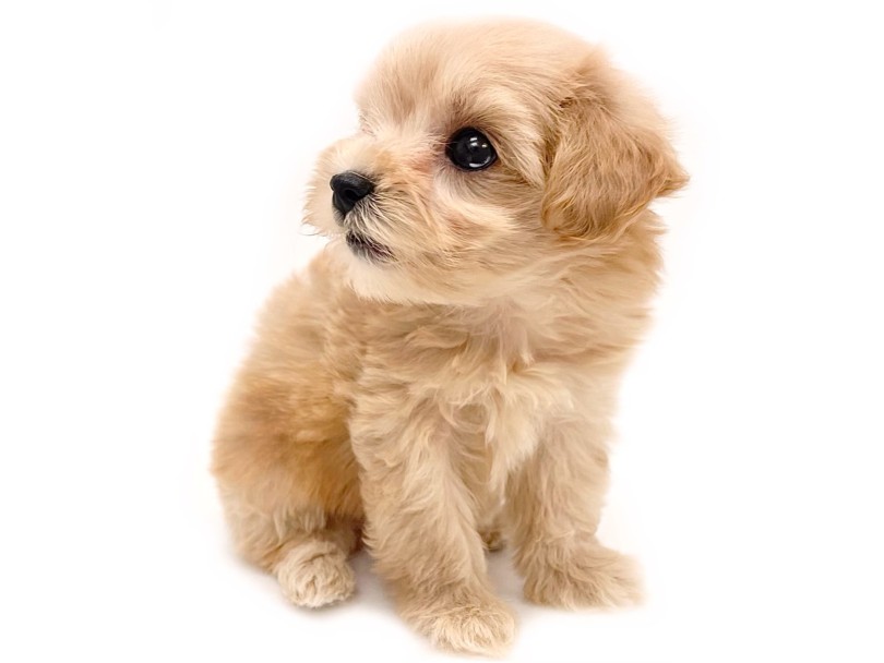 小型犬の中でもIQの高い犬種同士の組み合わせ | MIX犬 マルプー (19-394) - 東川口店