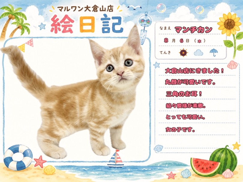 【 マンチカン 】速報!大倉山にスタイル抜群の足長プリンセス降臨!