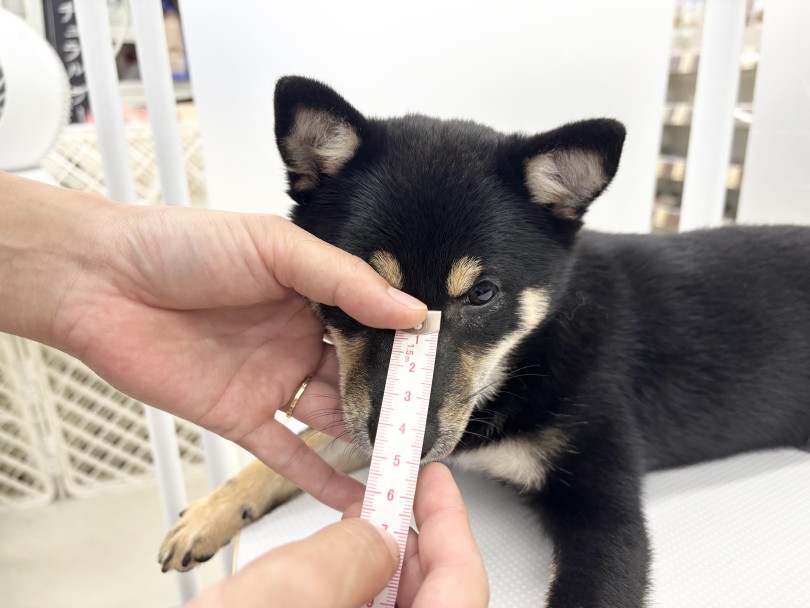 お鼻の長さは5cm! | 豆柴 (06-391) - 横浜 大倉山店