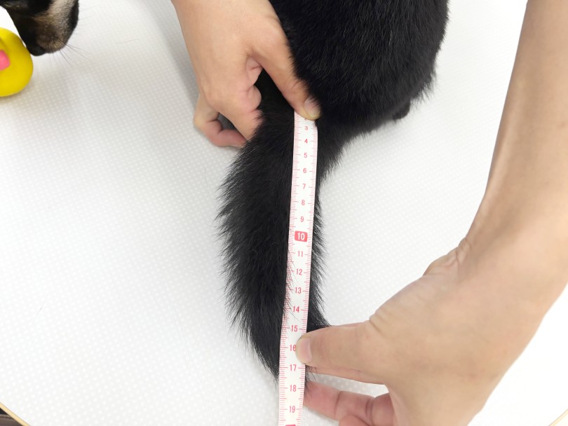 しっぽの長さ♡ 18cm | 豆柴 (06-391) - 横浜 大倉山店