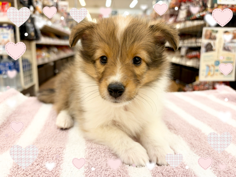 優しいお顔のシェルティーちゃん | シェットランドシープドッグ (14−299) - 横浜 白楽店