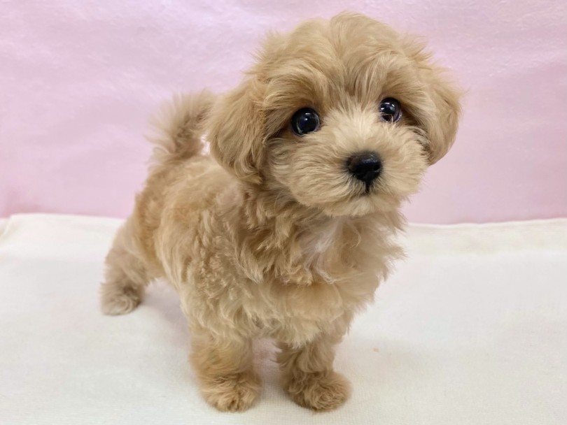 短足が生み出す愛されフォルム | MIX犬 マルプー (09-436) - 板橋 志村坂下店