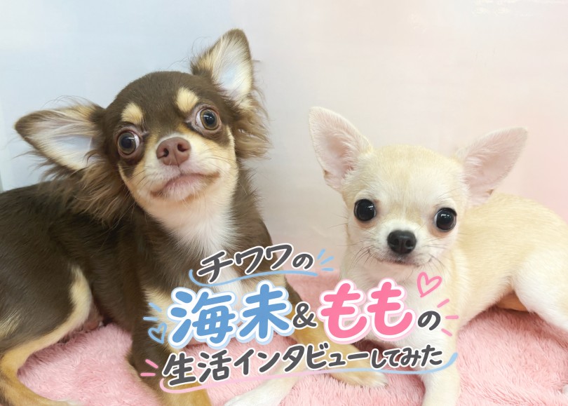 【 ユーザーコラム 】ふたりで可愛さ幸せ2倍以上!チワワ多頭飼いにインタビュー!