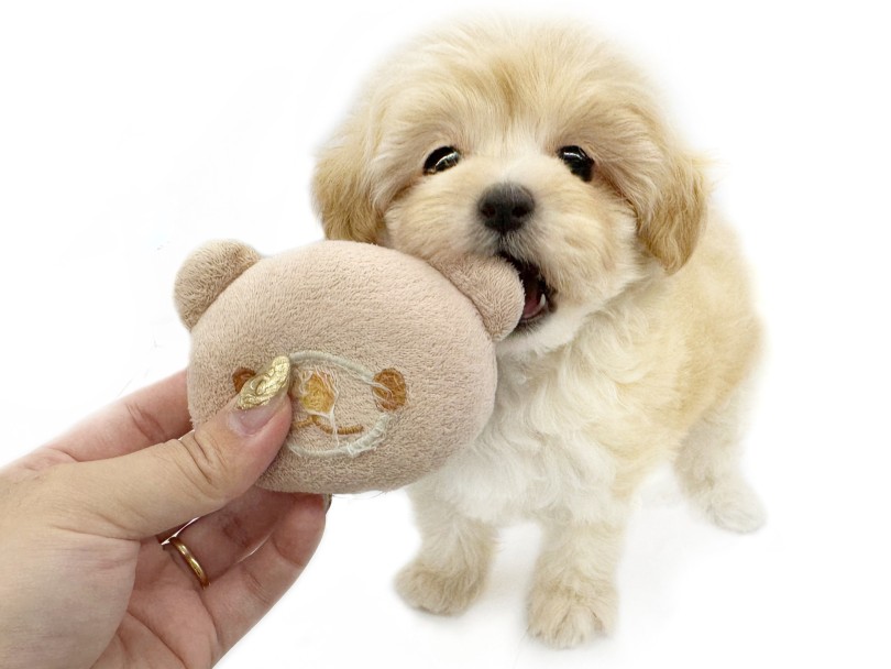 一生懸命にお口を開けておもちゃをパクパク | MIX犬 マルプー (10-242) - 東日暮里店
