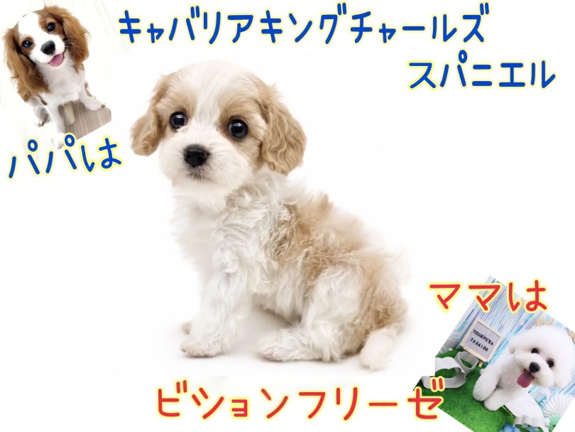 キャバションってどんなワンコ | MIX犬 キャバション (17-356) - 高井戸店