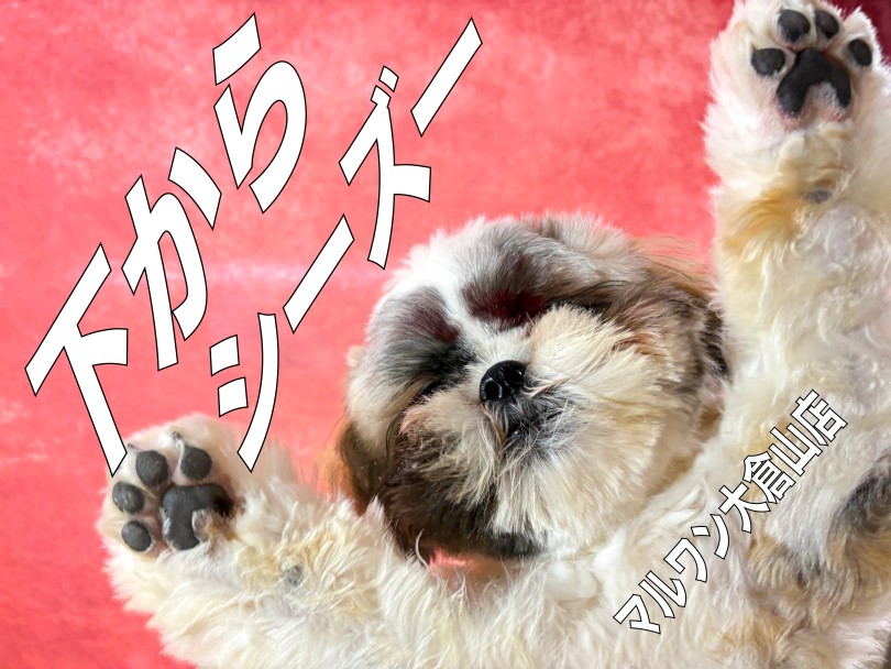 【 シーズー 】肉球だよ!マニア全員集!可愛いだけじゃない肉球を撮影!