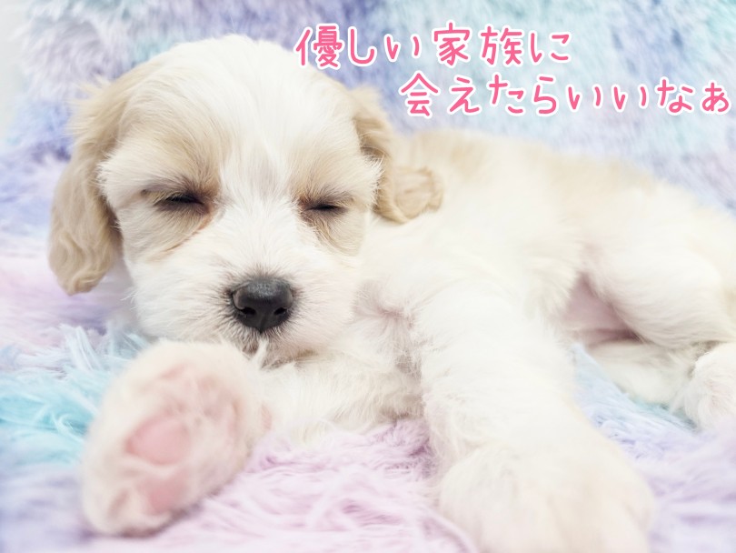 ニコニコ笑顔でお迎えいたします | MIX犬 キャバション (17-356) - 高井戸店