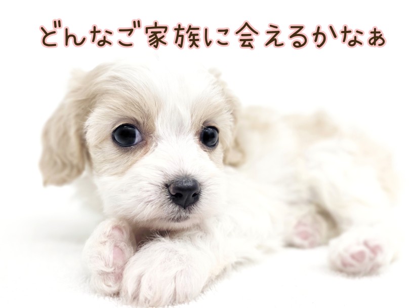 事前に来店予約していただくとスムーズにご案内できます | MIX犬 キャバション (17-356) - 高井戸店
