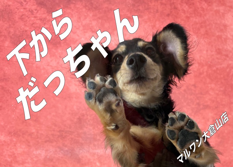 【 ミニチュアダックス 】下からシリーズ第2弾！舌の動き下から観察！