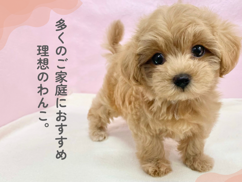 ぜひ実際に会いに来てください♡ | MIX犬 マルプー (09-436) - 板橋 志村坂下店