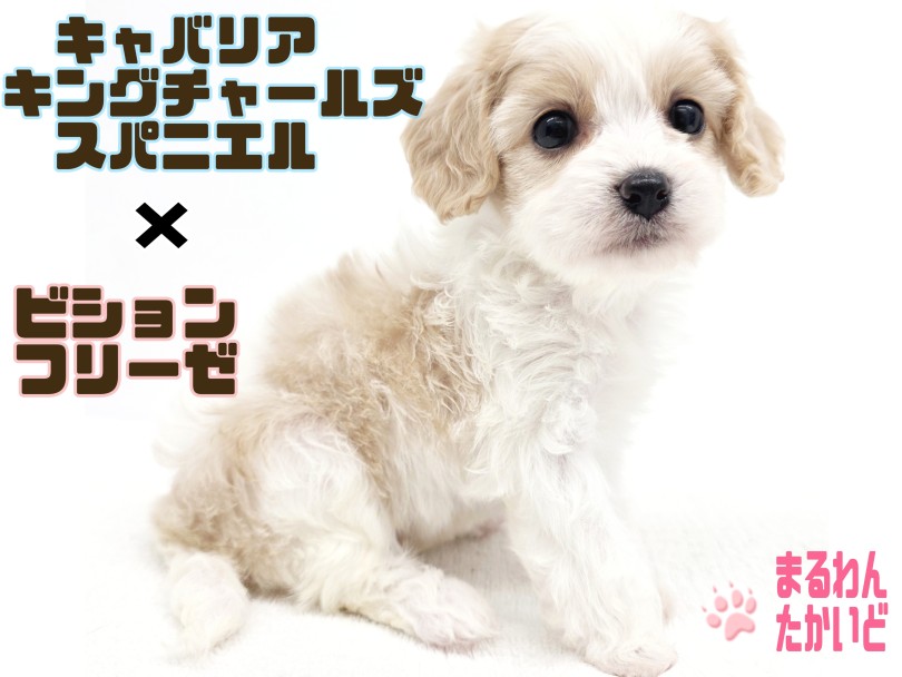 【 キャバリア×ビションフリーゼ 】激レアミックス!甘えんぼな性格が可愛すぎる!