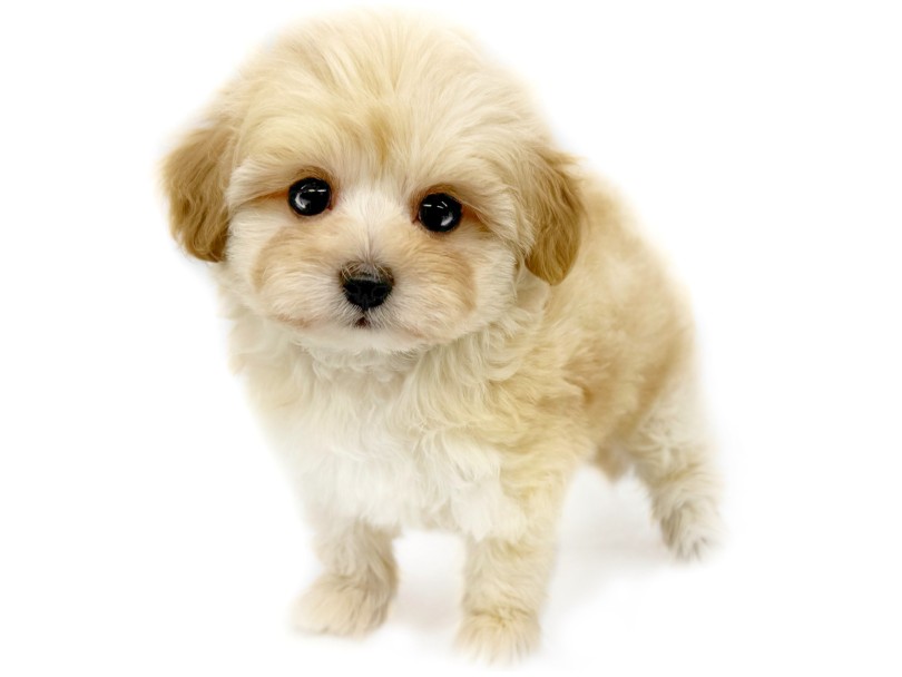 あどけなさのある可愛らしいルックス | MIX犬 マルプー (10-242) - 東日暮里店