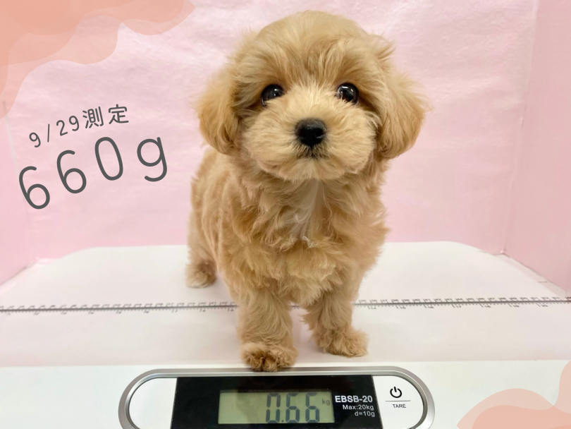 生後二か月の体重は660g | MIX犬 マルプー (09-436) - 板橋 志村坂下店