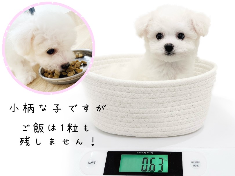 9月15日現在の体重は630g! | ビションフリーゼ (21-375) - 鶴ヶ島店