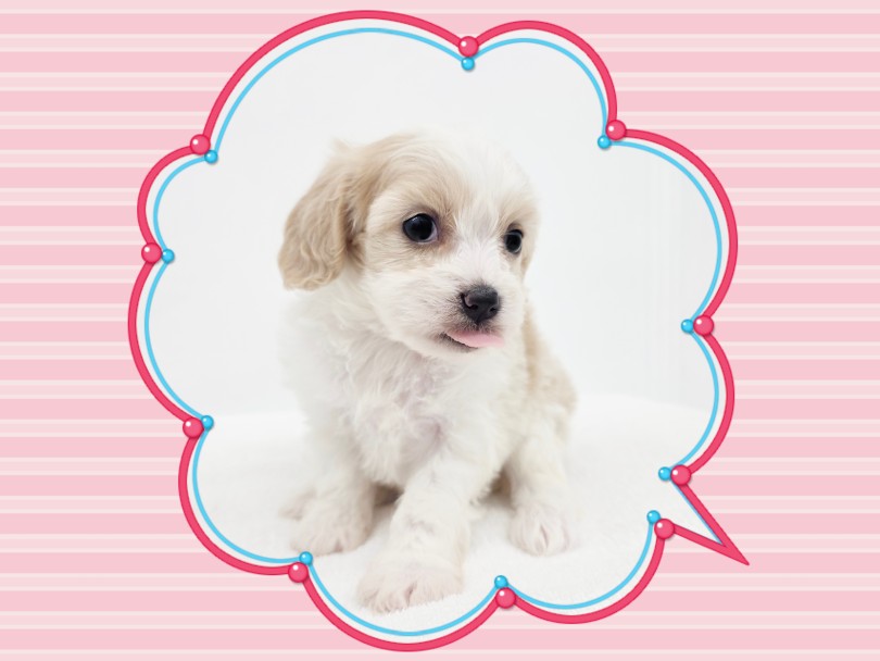 ボリューム満点でもお手入れしやすい! | MIX犬 キャバション (17-356) - 高井戸店