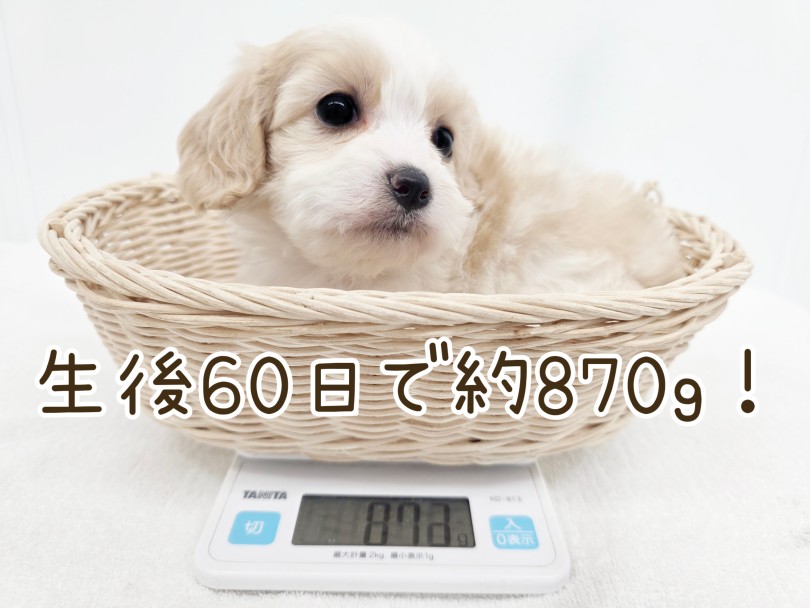 成犬時予想体重は3~6kg!小さすぎず大きすぎないサイズ感! | MIX犬 キャバション (17-356) - 高井戸店