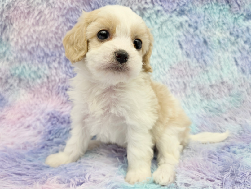 なかなか出会えない激レア度がイチオシ! | MIX犬 キャバション (17-356) - 高井戸店