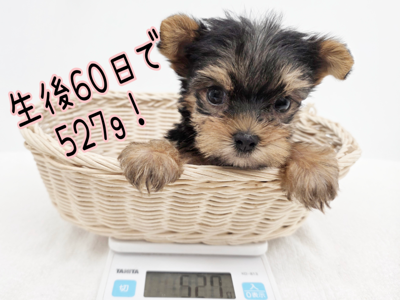 生後60日で527g!手乗りサイズです! | ヨークシャーテリア (17-361) - 高井戸店