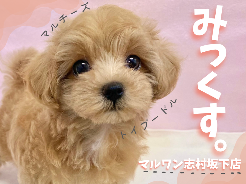 【 ミックス 】両親の良いとこ取り!不動の人気を誇るマルプーが志村坂下店に入店!
