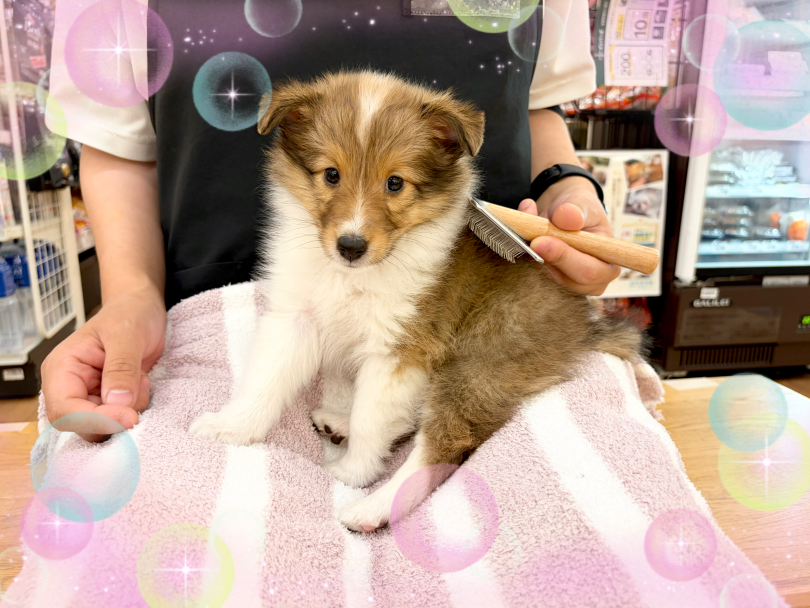ブラッシングも嫌がることなく、無事に終了! | シェットランドシープドッグ (14−299) - 横浜 白楽店
