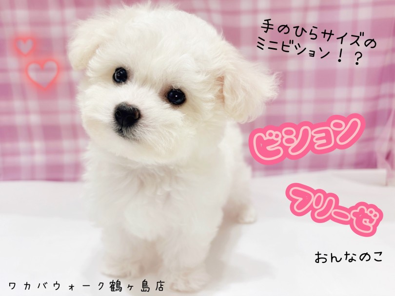 【 ビションフリーゼ 】手のひらサイズ!ミニビションがやってきた?!