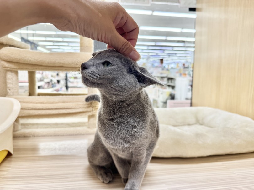 めっちゃ甘えん坊なんだ！ | ロシアンブルー （06-411） - 横浜 大倉山店