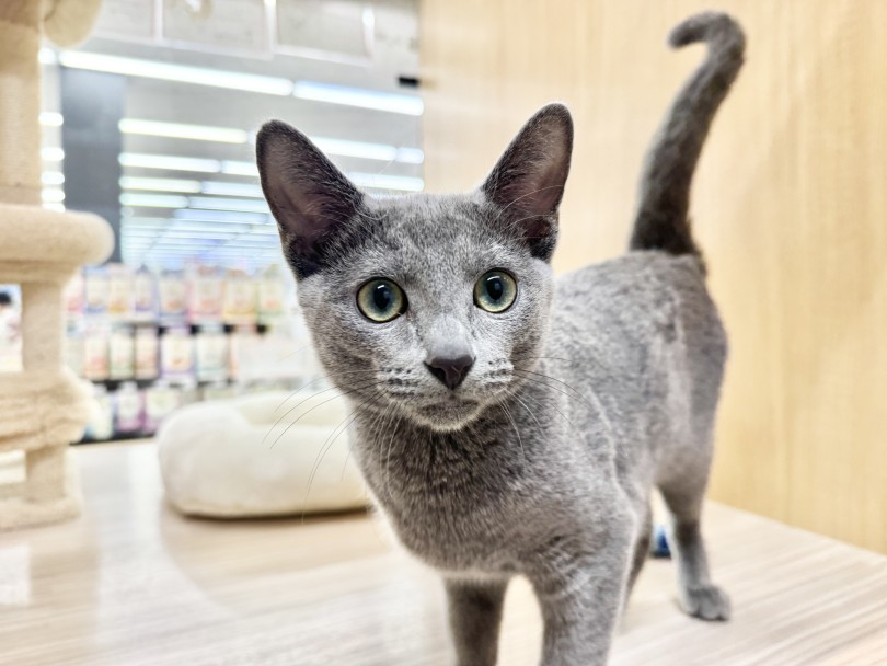 ボクは撫でられ好き王子！ | ロシアンブルー （06-411） - 横浜 大倉山店