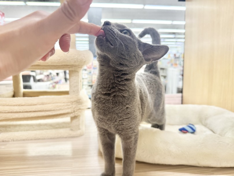 人馴れ・お手入れ馴れもバッチリなイケニャンに成長しました | ロシアンブルー （06-411） - 横浜 大倉山店