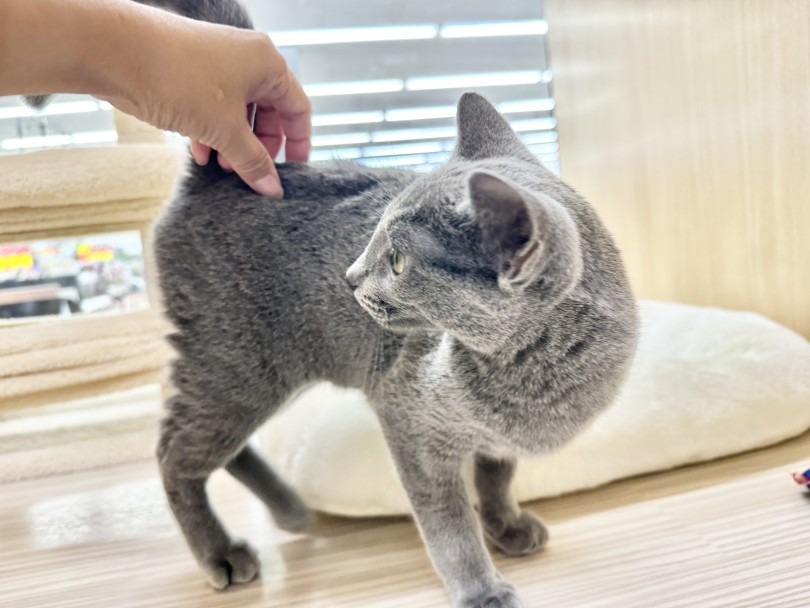 お尻のシッポのところを撫でられるのが大好き | ロシアンブルー （06-411） - 横浜 大倉山店
