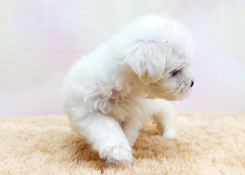 性格・トレーニング状況は2ndブログでご紹介！ | マルチーズ （06&minus;432） - 横浜 大倉山店