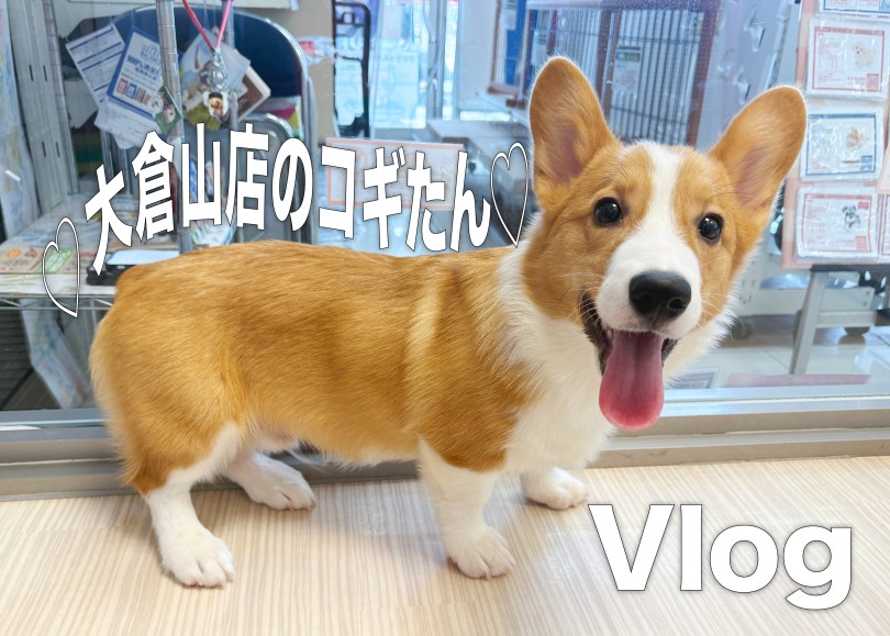【 コーギー 】大倉山店コギたんの日々のトレーニングの様子をVlogで紹介！！