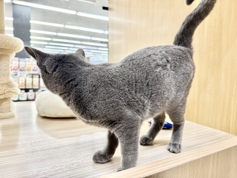 光沢のある滑らかなブルーコート | ロシアンブルー （06-411） - 横浜 大倉山店