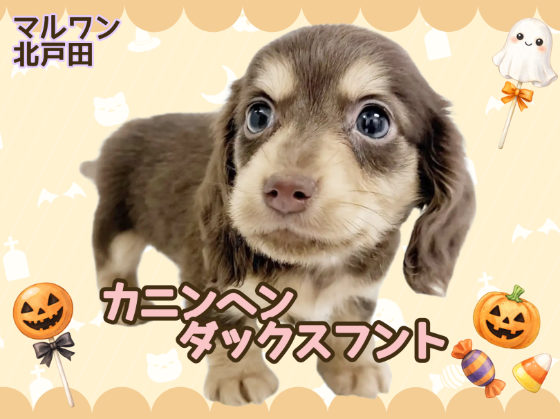 【 カニンヘンダックスフント 】両親ともに小柄なサイズ!甘えん坊boy入店!