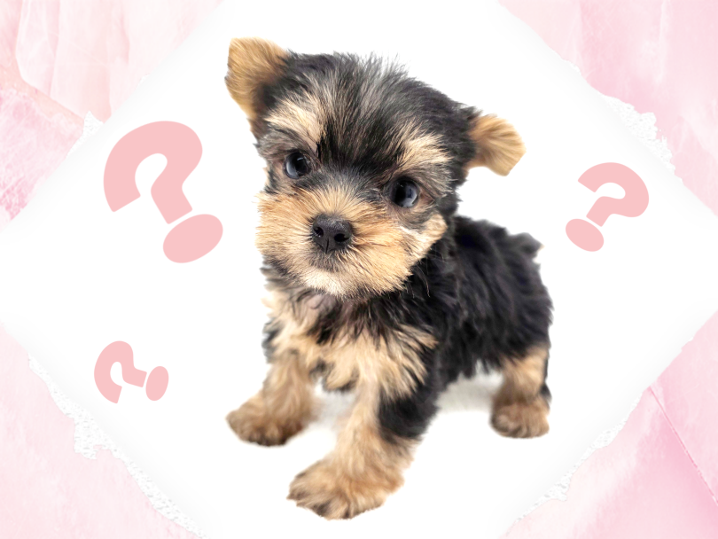 実は活発で勇敢な犬種 | ヨークシャーテリア (17-361) - 高井戸店