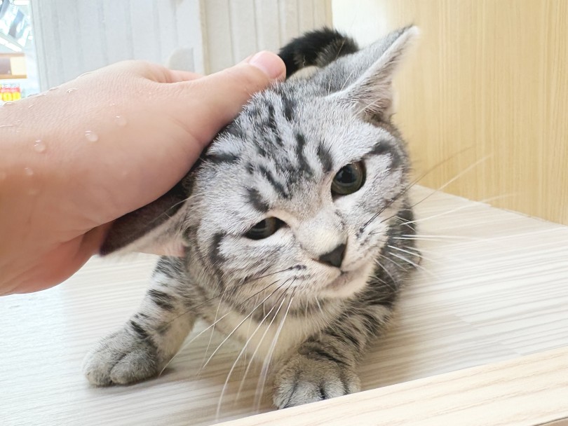 なにより甘えん坊さんで可愛い! | アメリカンショートヘア (06-421) - 横浜 大倉山店